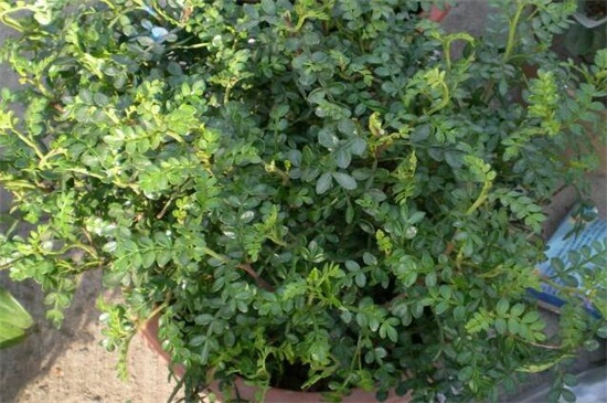 胡椒木如何养护，掌握6个技巧可养爆盆