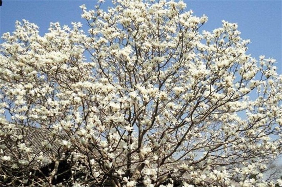 白玉兰树怎么养，6小时以上散光和20℃适宜温度
