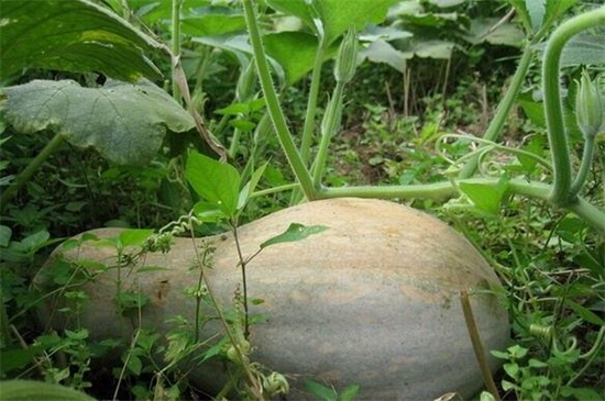 南瓜的品种，盘点10种常见高营养南瓜