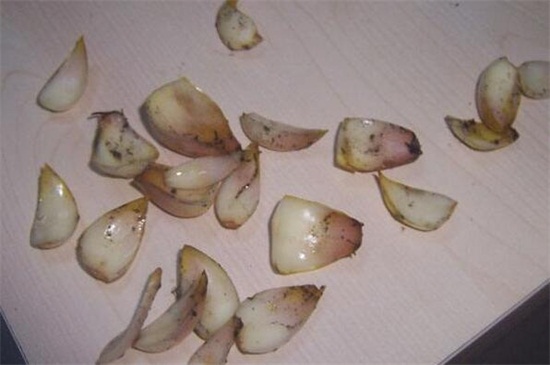 百合种植方法，可用珠芽和鳞片种植