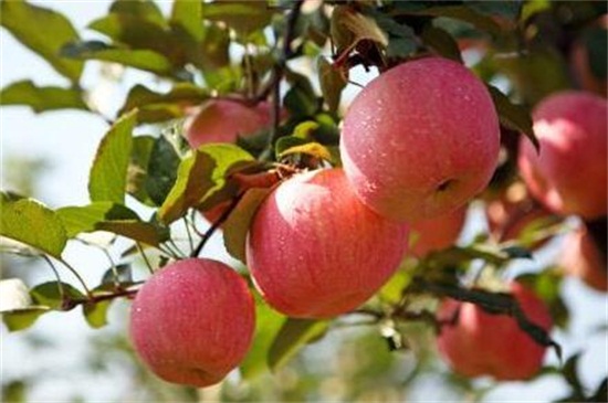 苹果是在什么季节成熟，秋季7～11月会成熟