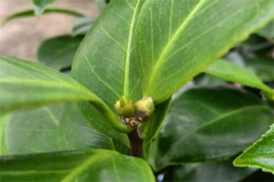 茶花叶苞和花苞区别，4种方法区分叶苞和花苞