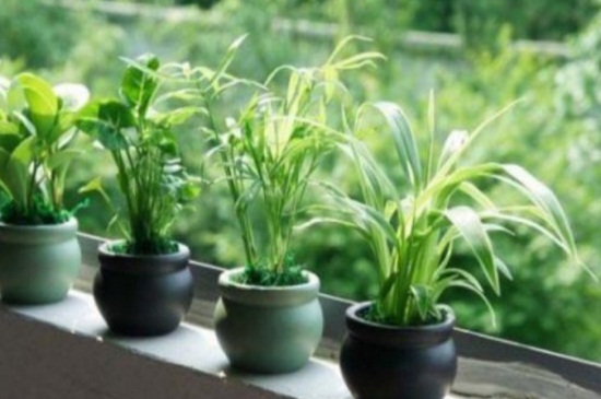 室内绿植为什么浇完水就落叶，浇水频繁或室内干燥