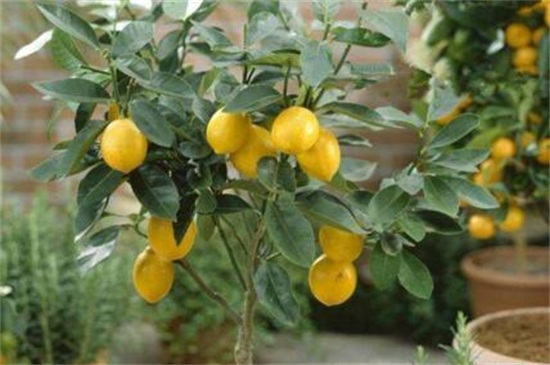 盆栽柠檬什么时候打顶，幼苗时期打顶修剪