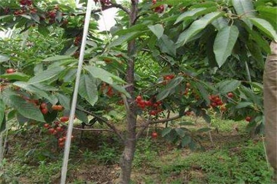 矮化樱桃苗哪个品种好，早大果产量营养价值都高