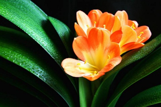 君子兰开花怎么维护，恒温养护并提高湿度