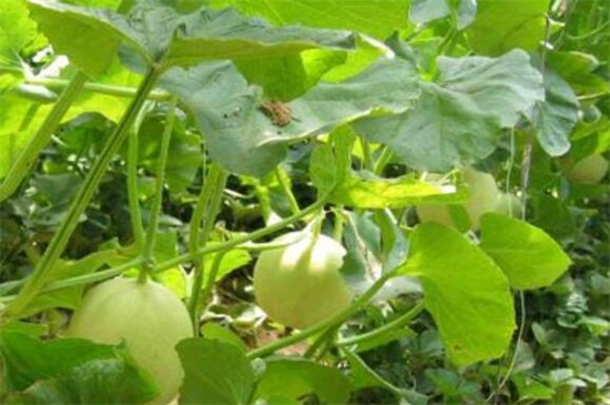 香瓜怎么种植，香瓜的种植与管理技术
