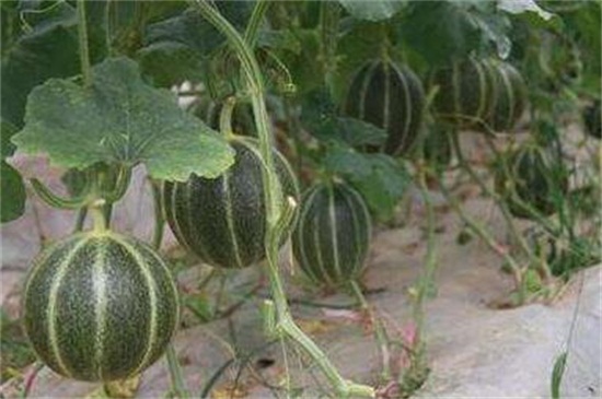 香瓜怎么种植，香瓜的种植与管理技术