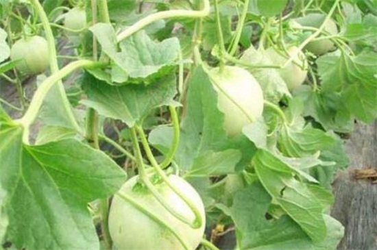 露地甜瓜高产栽培技术，秋季播种追肥管理