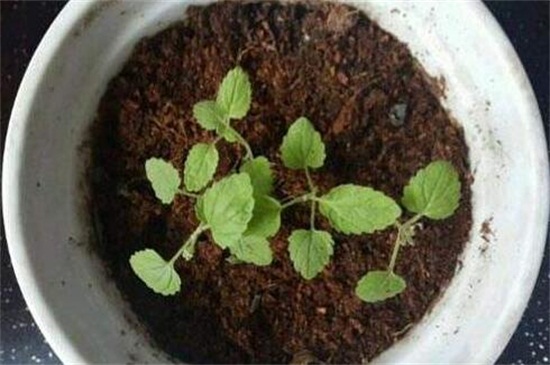 薄荷种子种植方法步骤，4个步骤教你养爆盆
