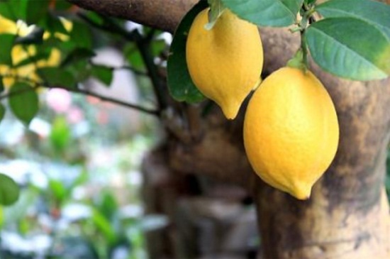 柠檬树叶子发黄打卷，增加养分以及消灭虫害