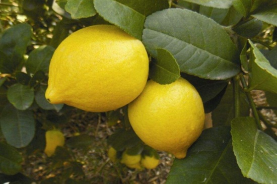 柠檬树掉叶子怎么挽救，硫酸亚铁浇水并更换土质