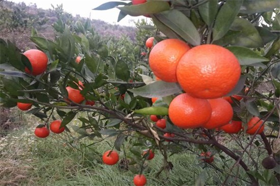 柑橘扦插方法图片，摘枝配土扦插管理养护