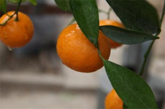 柑橘扦插方法图片，摘枝配土扦插管理养护