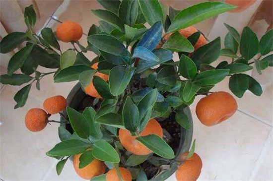 橘子树适合在室内养吗，可净化空气还能聚财气