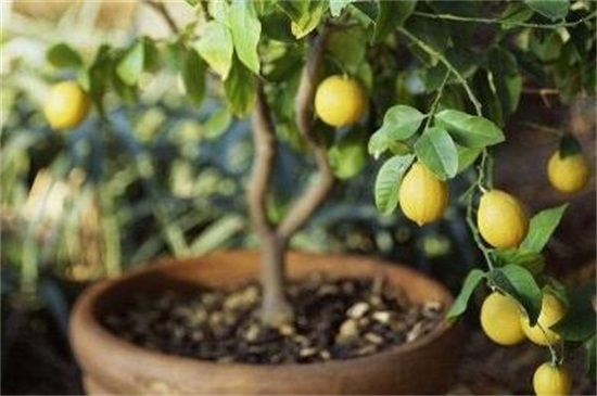 盆栽柠檬叶子干边，遮阴防晒增添肥料