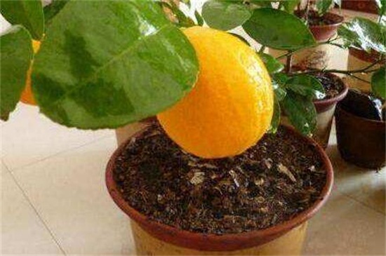家养柠檬树注意事项，摆放向阳处加强水肥管理