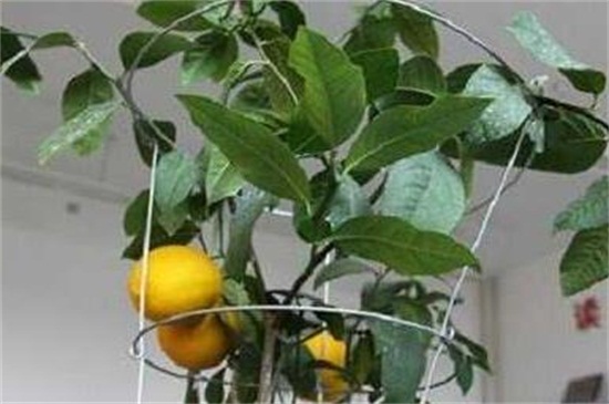 柠檬树冬天落叶吗，需做好御寒保暖措施