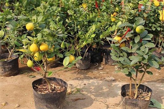 盆栽柠檬树叶有黄斑，缺乏阳光以及遭受病虫危害
