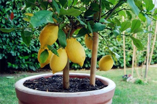 盆栽柠檬树叶有黄斑，缺乏阳光以及遭受病虫危害