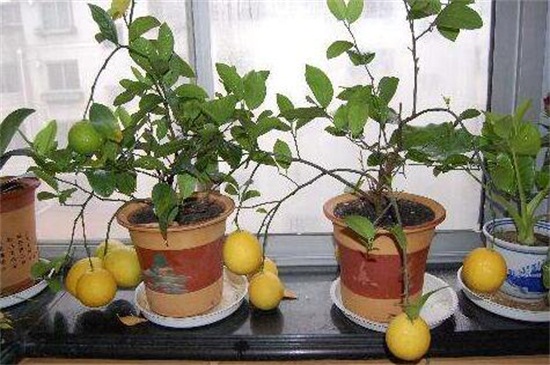 冬季柠檬树换盆方法，控温换盆追肥养护