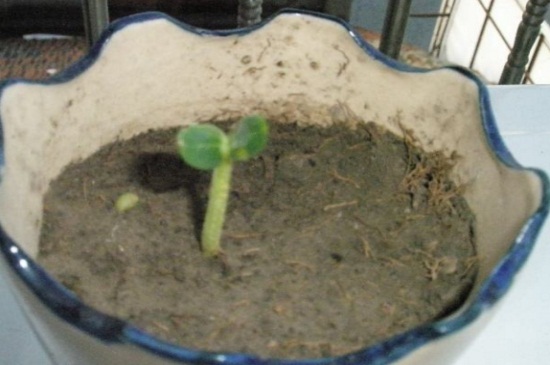 如何种西瓜籽小盆栽方形西瓜，浸泡种子并沙质土栽培