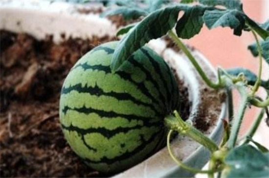 阳台成功种的西瓜经验，4种养殖经验促进瓜苗生长