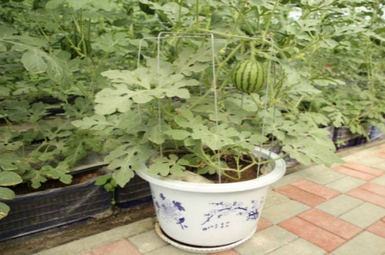盆栽西瓜用什么盆，瓦盆以及土盆均可养殖