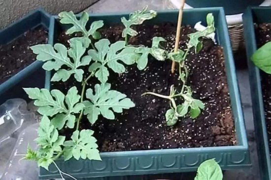 如何种西瓜籽小盆栽，浸泡种子泥炭土栽培