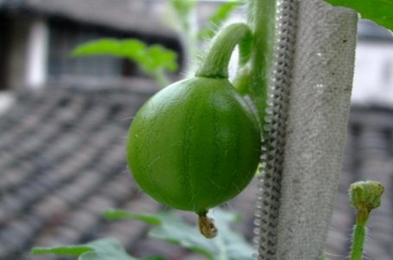 冬天室内能种植西瓜么，若养殖得当可以种植