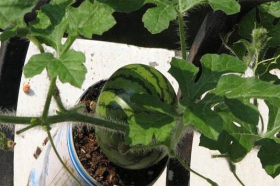 冬天室内能种植西瓜么，若养殖得当可以种植