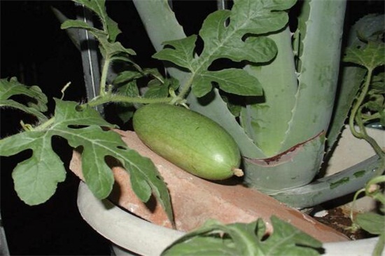 西瓜籽怎么种小盆栽，瓜籽消毒选盆搭架种植