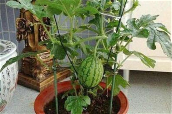 西瓜籽怎么种小盆栽，瓜籽消毒选盆搭架种植
