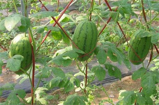 露地西瓜种植管理技术，4个步骤种植美味的西瓜