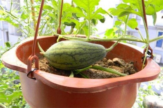 西瓜子怎么种盆栽，4个步骤盆栽种植西瓜
