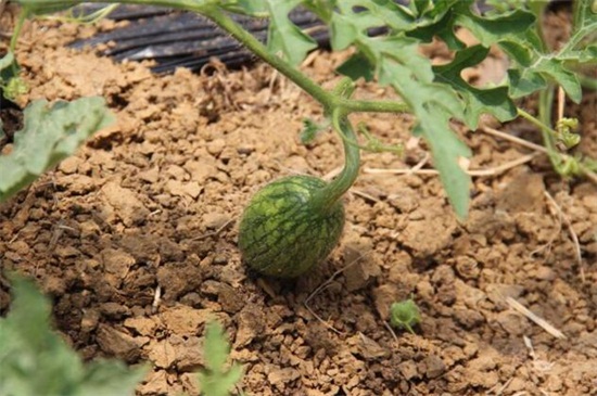 西瓜籽怎么发芽，浸泡催芽控温播种发芽