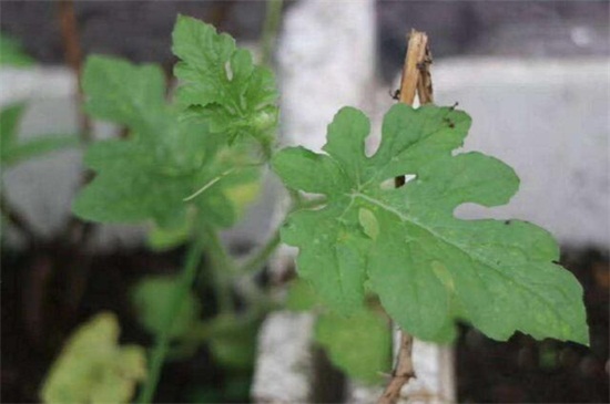 西瓜子的催芽方法，种子消毒浸泡催芽