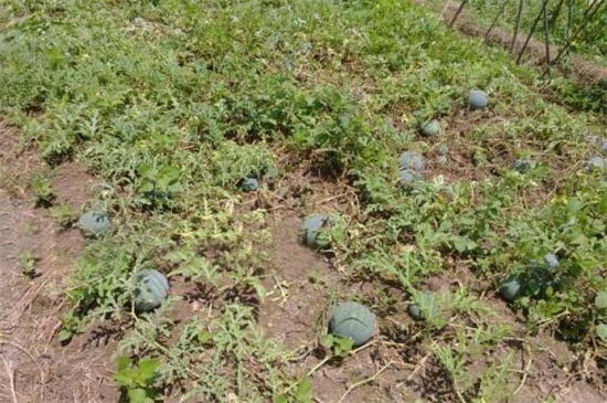 西瓜子的催芽方法，种子消毒浸泡催芽