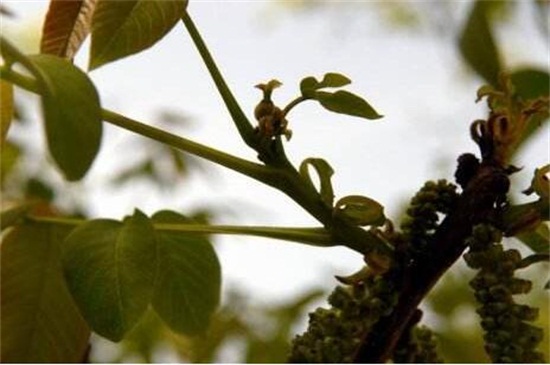 核桃树花前打什么药，氧化乐果预防蚜虫危害