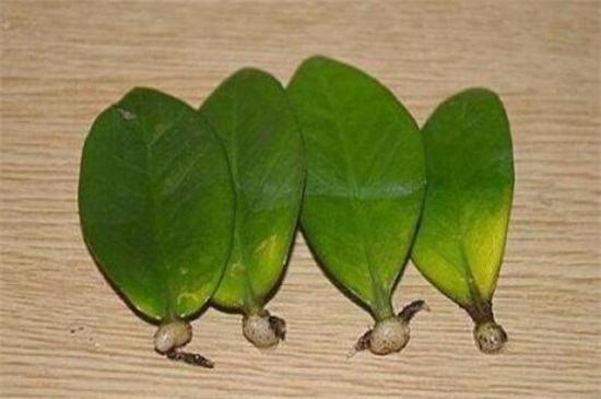金钱树叶子扦插方法，叶子切半插土生根养护