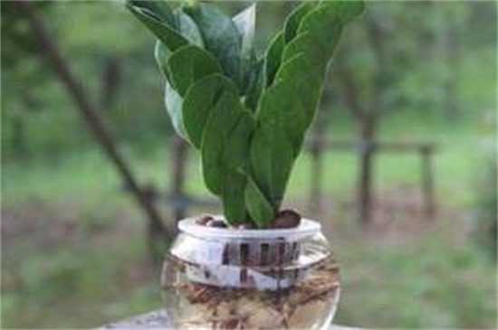金钱树扦插水培方法，摘枝浸泡水插生根