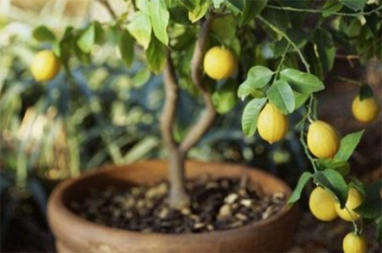 柠檬树的叶子发黄卷边，4种解决方法使其恢复生长