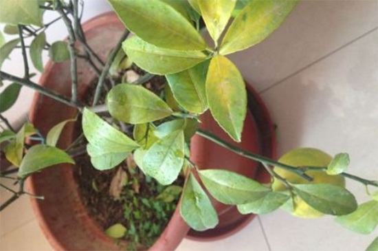 柠檬树的叶子发黄卷边，4种解决方法使其恢复生长