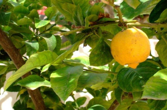 北方盆栽柠檬的养殖，维持酸性环境并疏花疏蕾