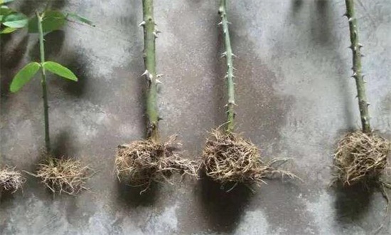 裸根月季缓苗的方法介绍，消毒杀菌后入盆栽种