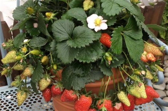 家庭阳台草莓种植方法，催芽处理后入土栽种