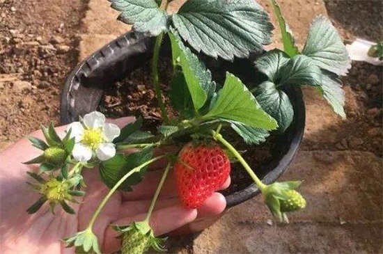 盆栽草莓养护要点，4个要点教你养爆盆