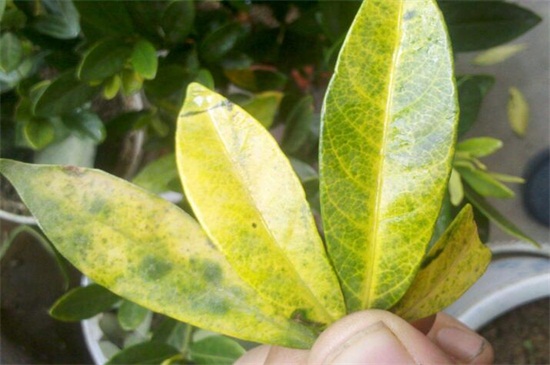 桔子树叶子发黄怎么办，增加水分或者做好病害预防