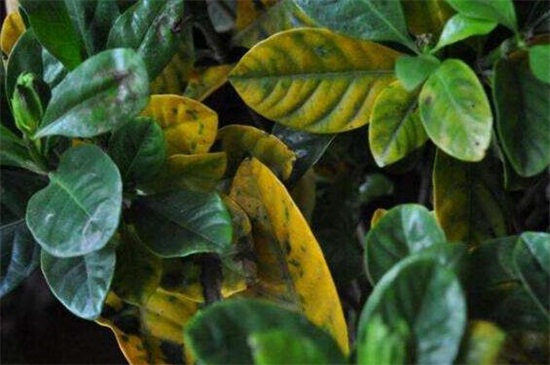 盆景桔子树叶子发黄怎么办，遮阴处理或者合理施肥