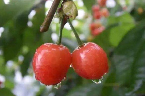 红妃樱桃几年挂果，需6年之久可挂果